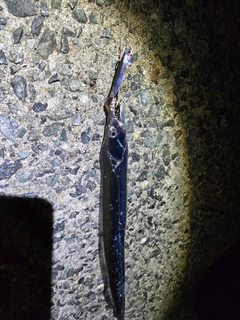 タチウオの釣果