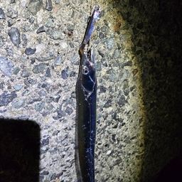 タチウオ