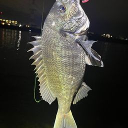 チヌ