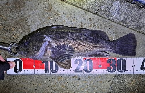 クロソイの釣果