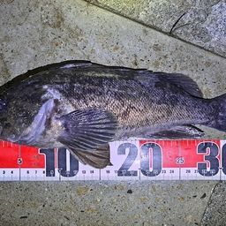 クロソイ