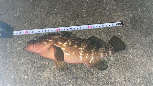 キジハタの釣果