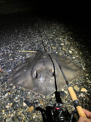 アカエイの釣果