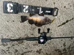 シロメバルの釣果