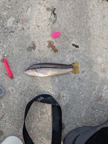 ベラの釣果
