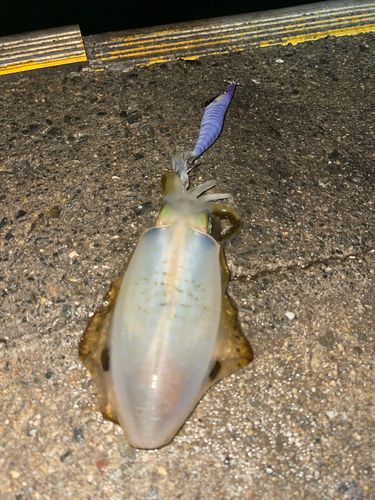 アオリイカの釣果