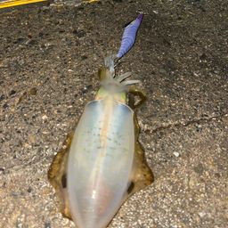 アオリイカ