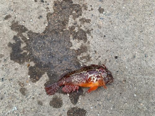 ハオコゼの釣果
