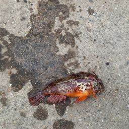 ハオコゼ