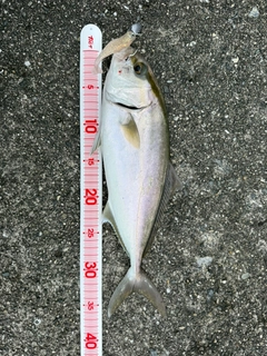 シオの釣果