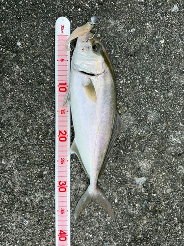 シオの釣果