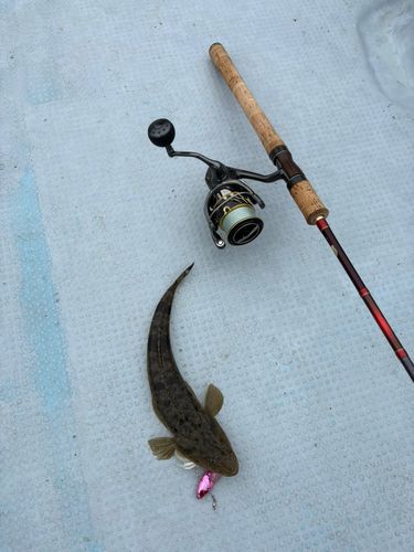 マゴチの釣果