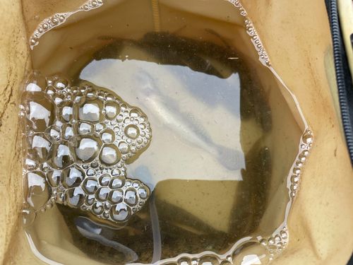 ハゼの釣果