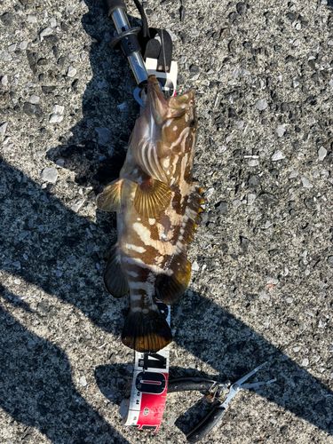 クエの釣果