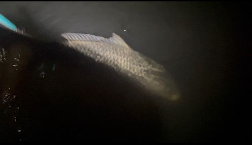 コイの釣果