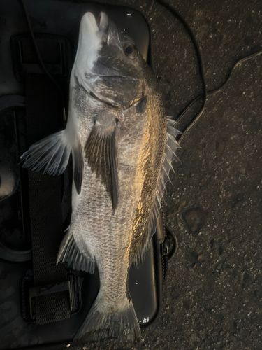 チヌの釣果