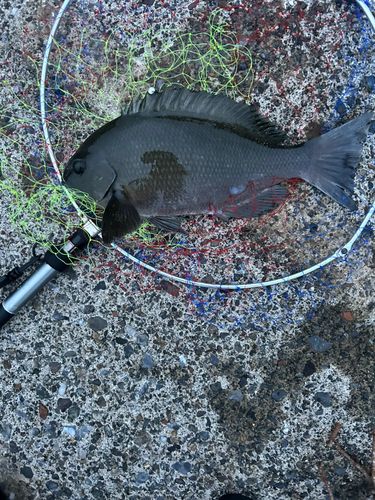 メジナの釣果
