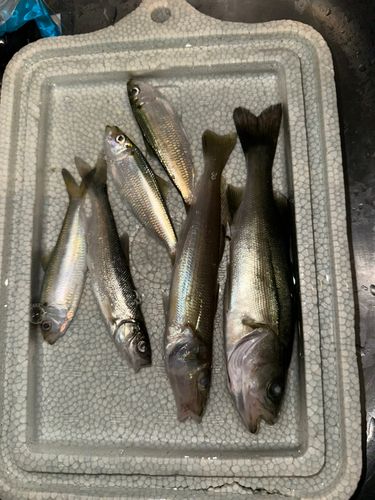 若洲海浜公園海釣り施設