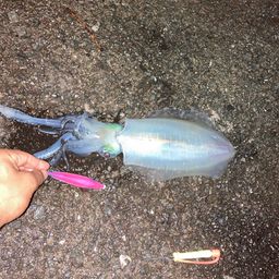 アオリイカ