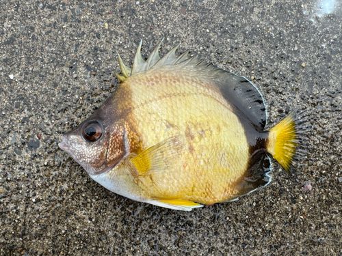 シラコダイの釣果
