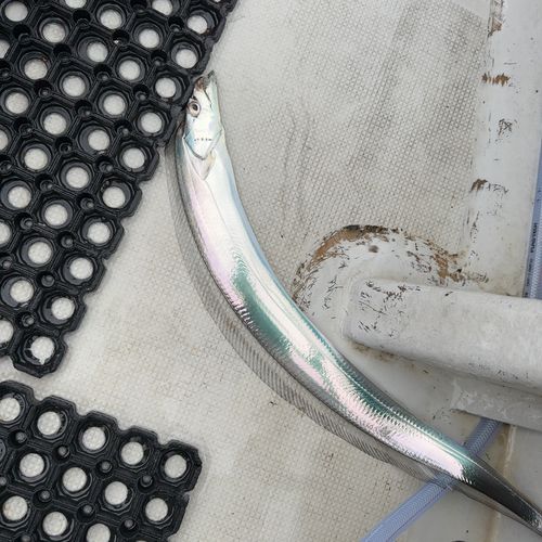 タチウオの釣果