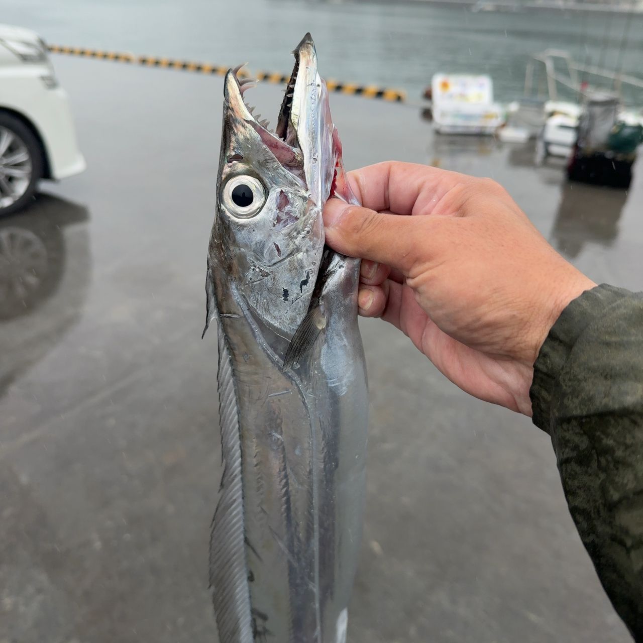 タチウオ