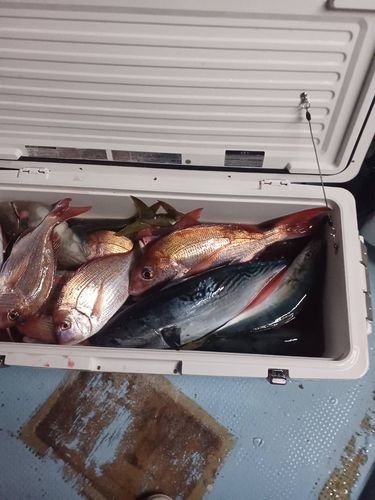 マダイの釣果
