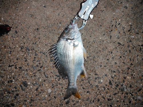 碧南海釣り公園