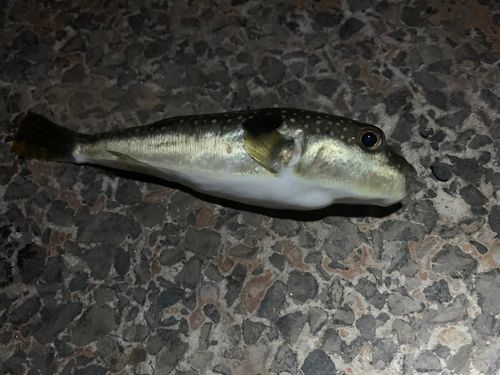 クサフグの釣果