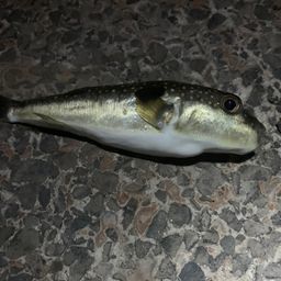 クサフグ