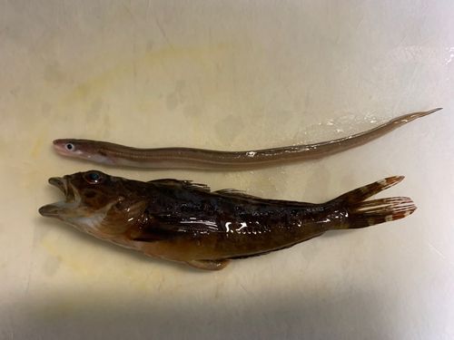 ハゼの釣果