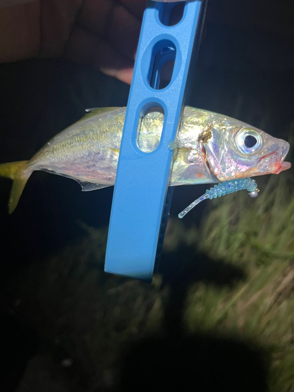 アジ