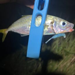 アジ