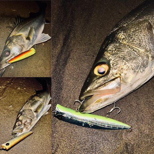 シーバスの釣果