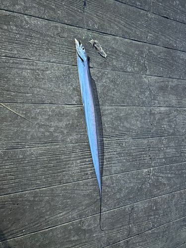 タチウオの釣果