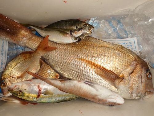 マダイの釣果