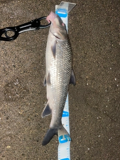 ニゴイの釣果