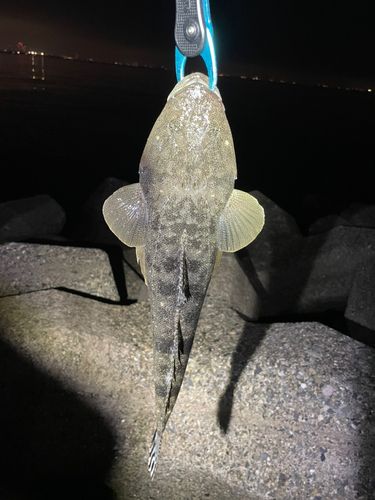 マゴチの釣果