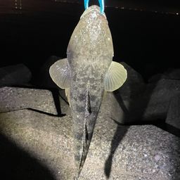 マゴチ
