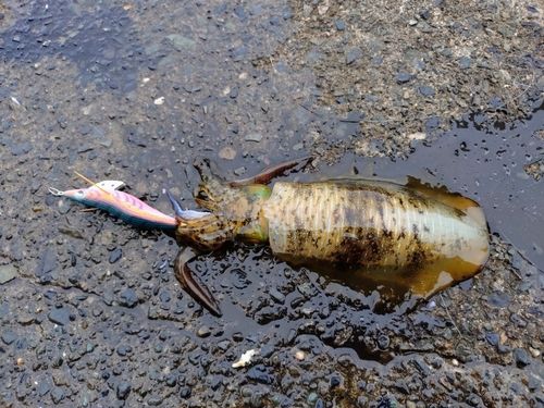 アオリイカの釣果