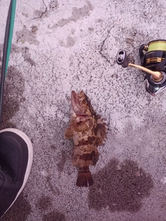 タケノコメバルの釣果