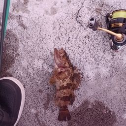 タケノコメバル