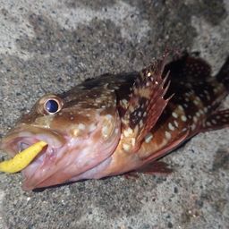 カサゴ