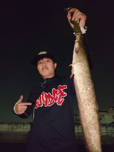 マナマズの釣果