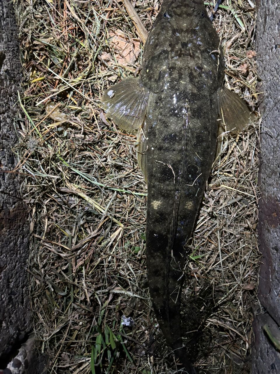 マゴチ