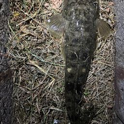 マゴチ