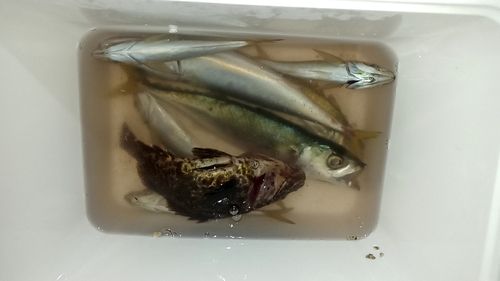 サバの釣果