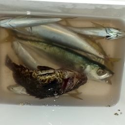 サバ