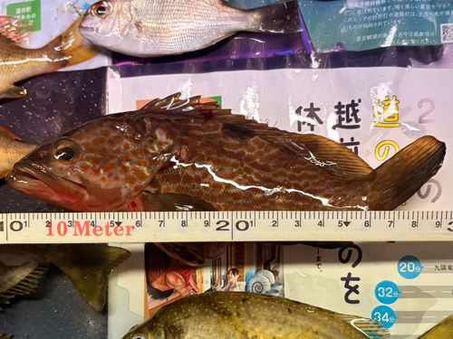 アカハタの釣果