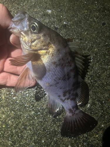 メバルの釣果